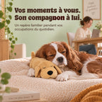 Vos moments à vous, son compagnon à lui : cavalier king charles blotti contre la peluche